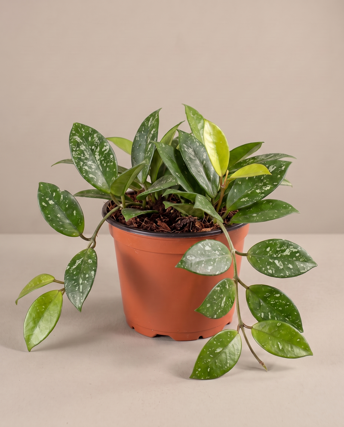Hoya carnosa in a grow pot, three-quarter, Medium