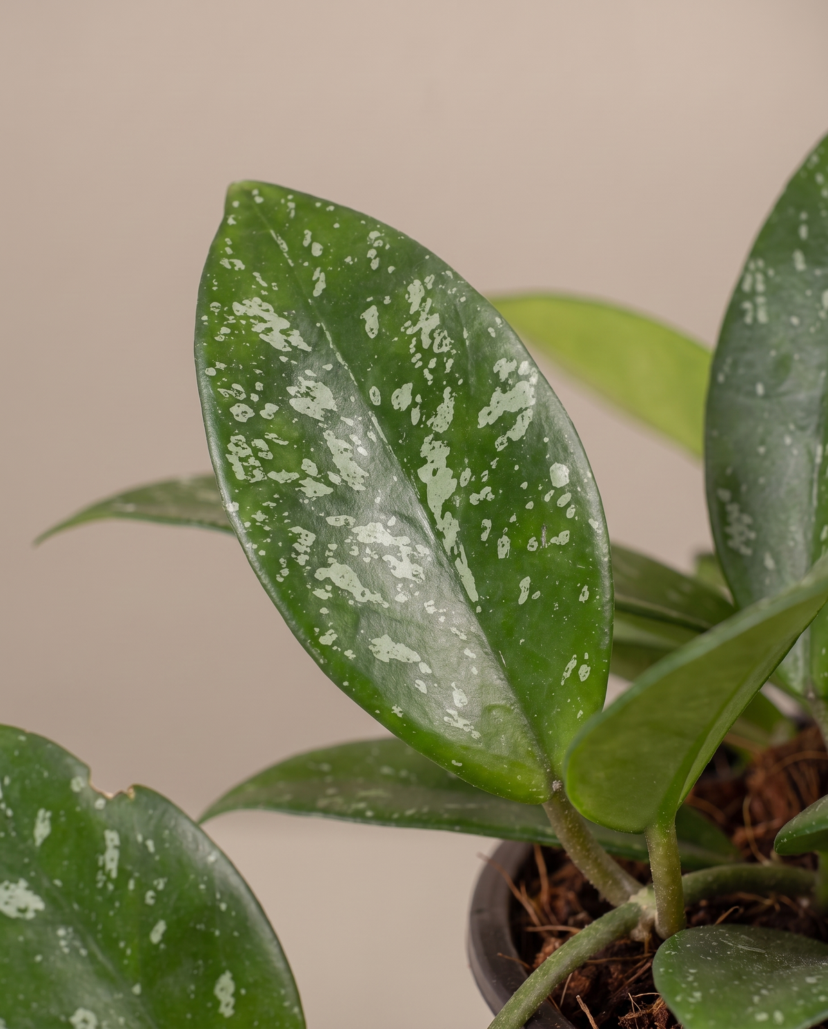 Hoya carnosa leaf, close-up
