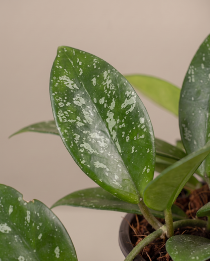 Hoya carnosa leaf, close-up