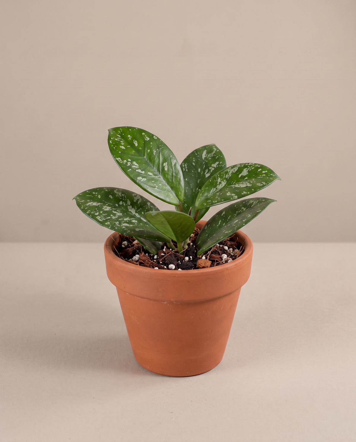 Hoya carnosa in a grow pot, front studio, Small