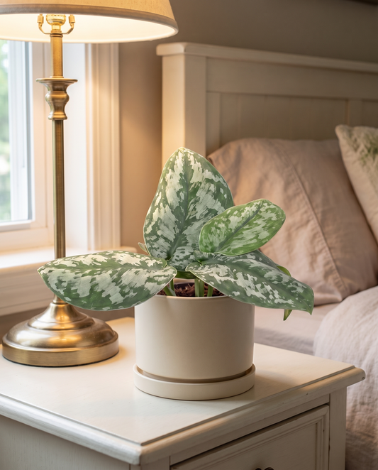 Silver satin pothos in a decorative ceramic, styled in a room
