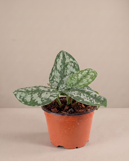 Silver satin pothos in a grow pot, three-quarter, Small