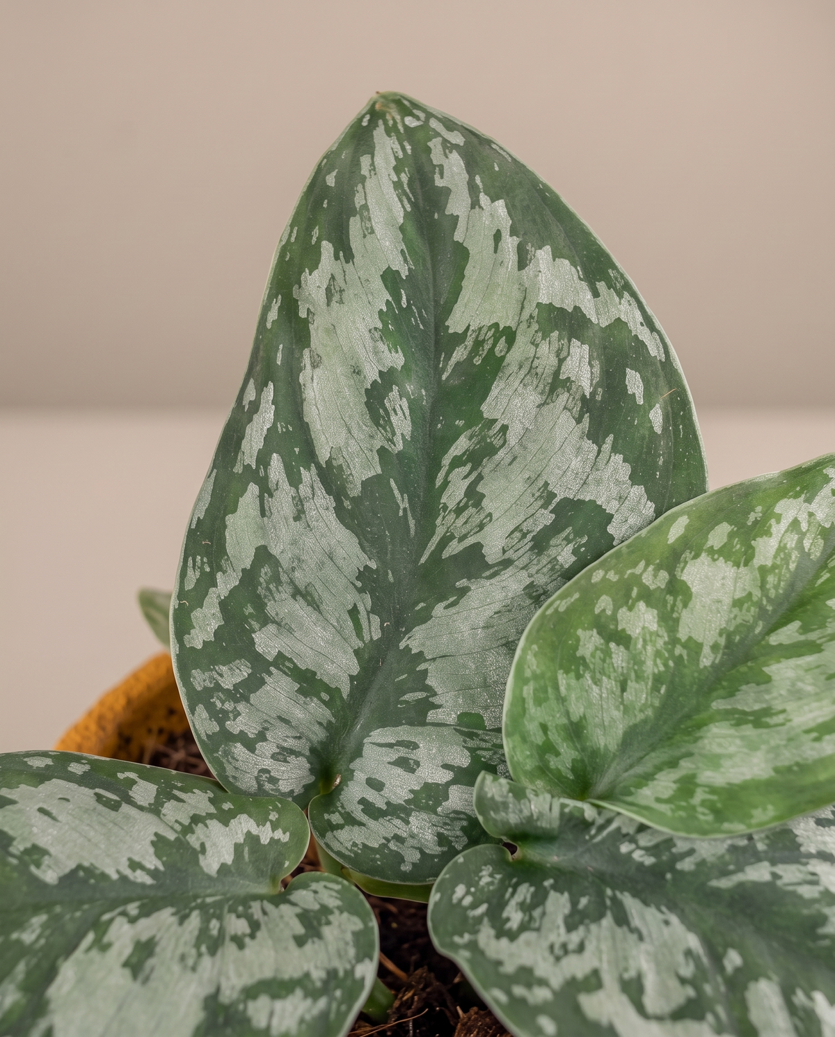 Silver satin pothos leaf, close-up