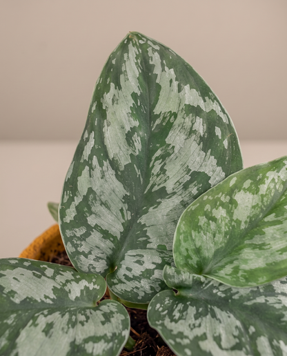 Silver satin pothos leaf, close-up