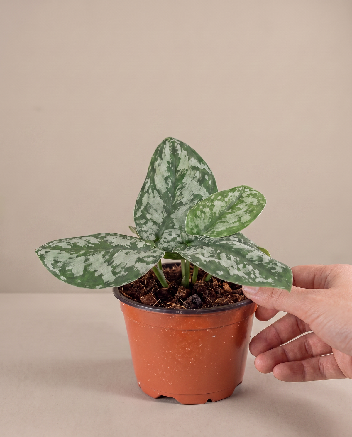Silver satin pothos in a grow pot, hand for scale, Small