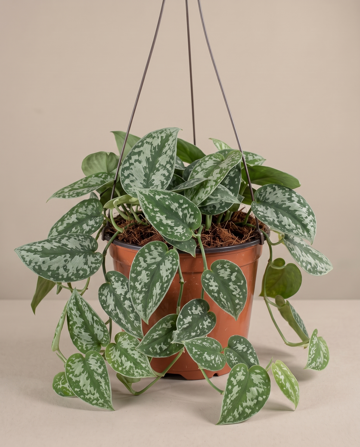 Silver satin pothos in a hanging basket, front studio, Medium