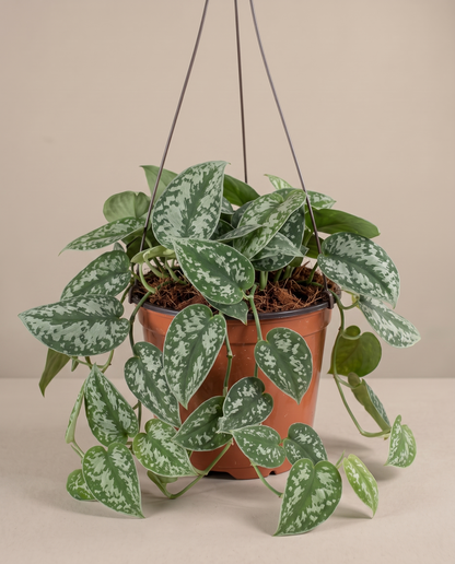 Silver satin pothos in a hanging basket, front studio, Medium