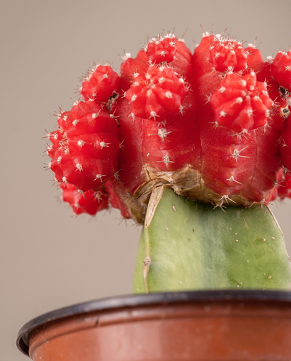 Moon cactus graft, close-up