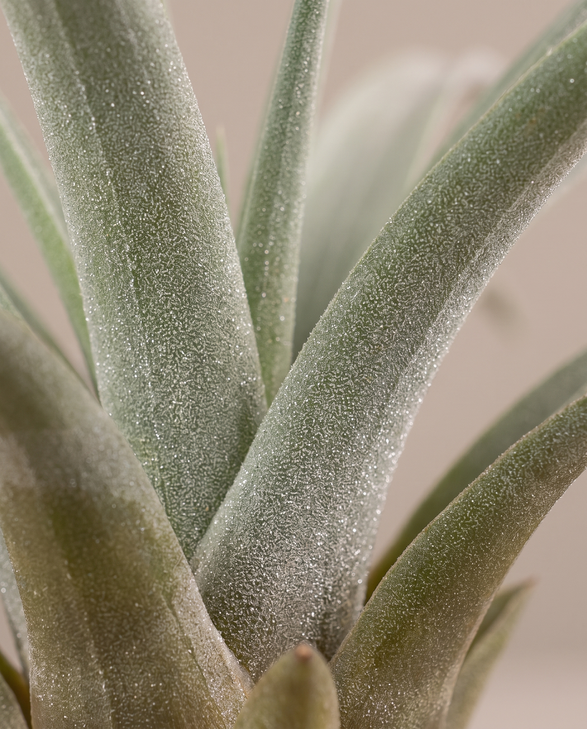 Tillandsia Multifloral, close-up