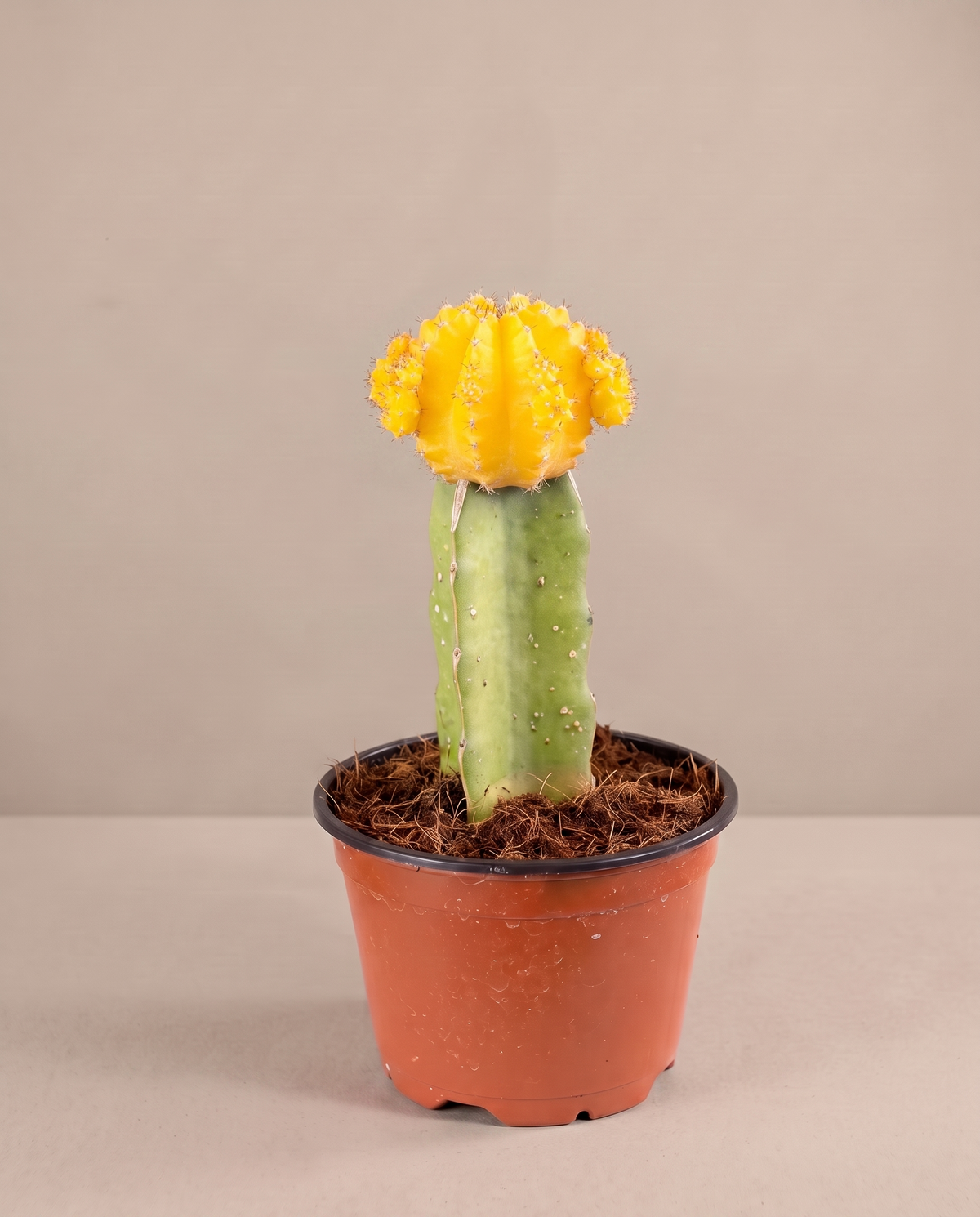 Moon cactus in a grow pot, front studio, Yellow