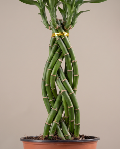Cobra bamboo braid, close-up