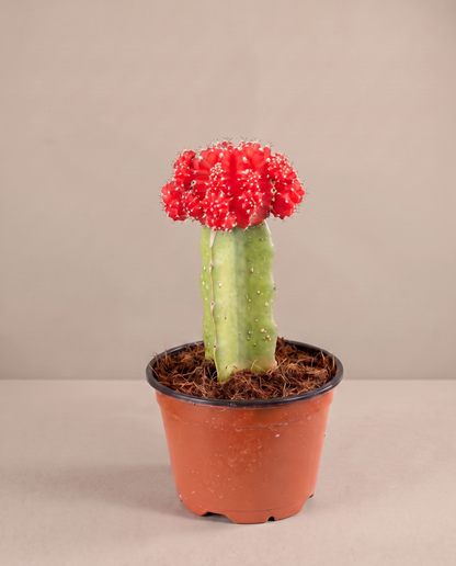 Moon cactus in a grow pot, three-quarter, Red