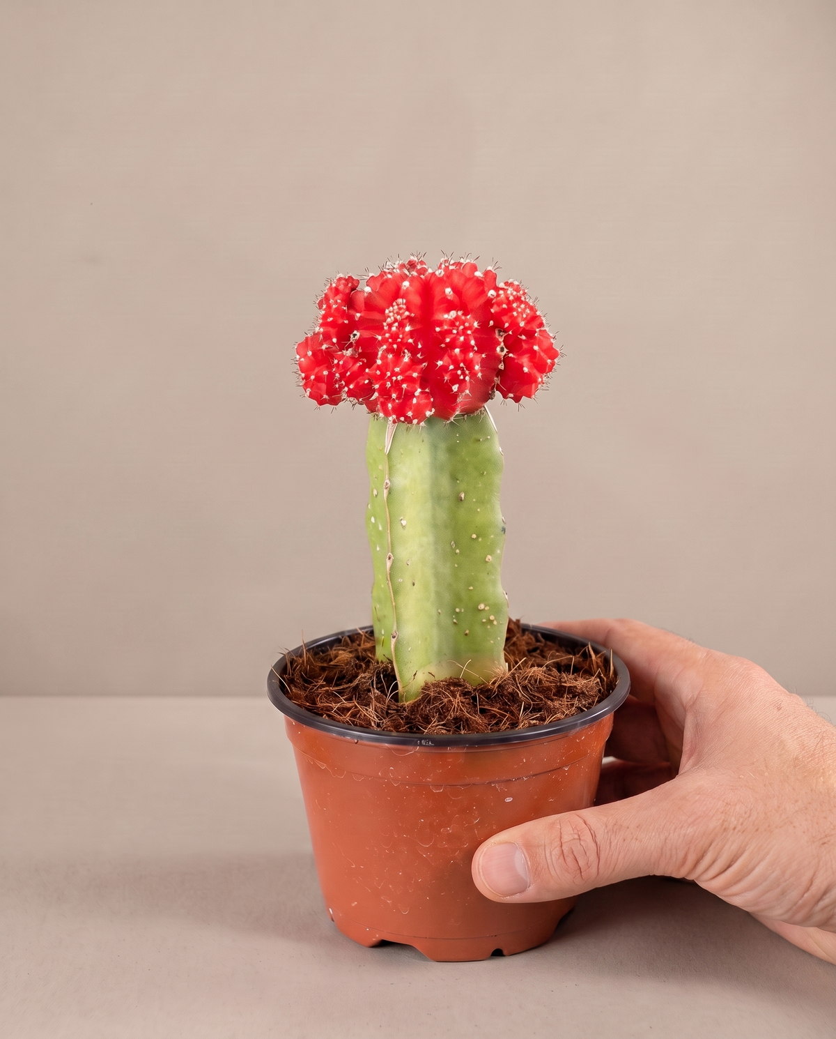 Moon cactus in a grow pot, hand for scale, Red
