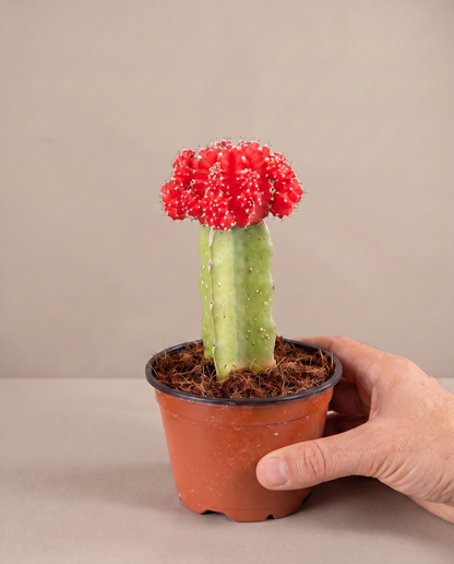 Moon cactus in a grow pot, hand for scale, Red