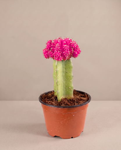 Moon cactus in a grow pot, front studio, Pink