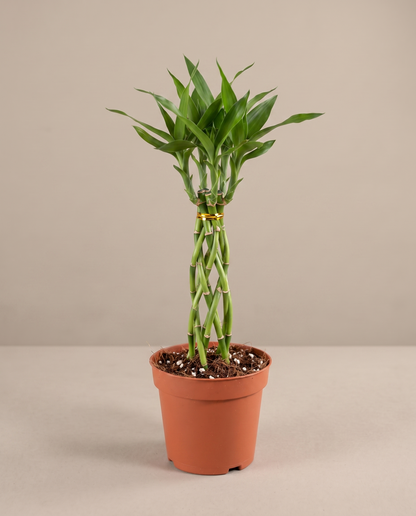 Cobra bamboo in a grow pot, front studio, Small 5 stems