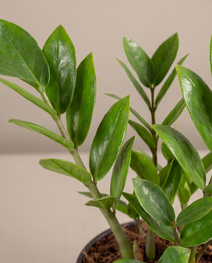 ZZ plant leaves, close-up