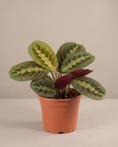 Red prayer plant in a 4-inch grow pot, studio, red herringbone leaves