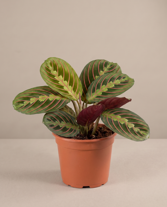 Red prayer plant in a 4-inch grow pot, studio, red herringbone leaves