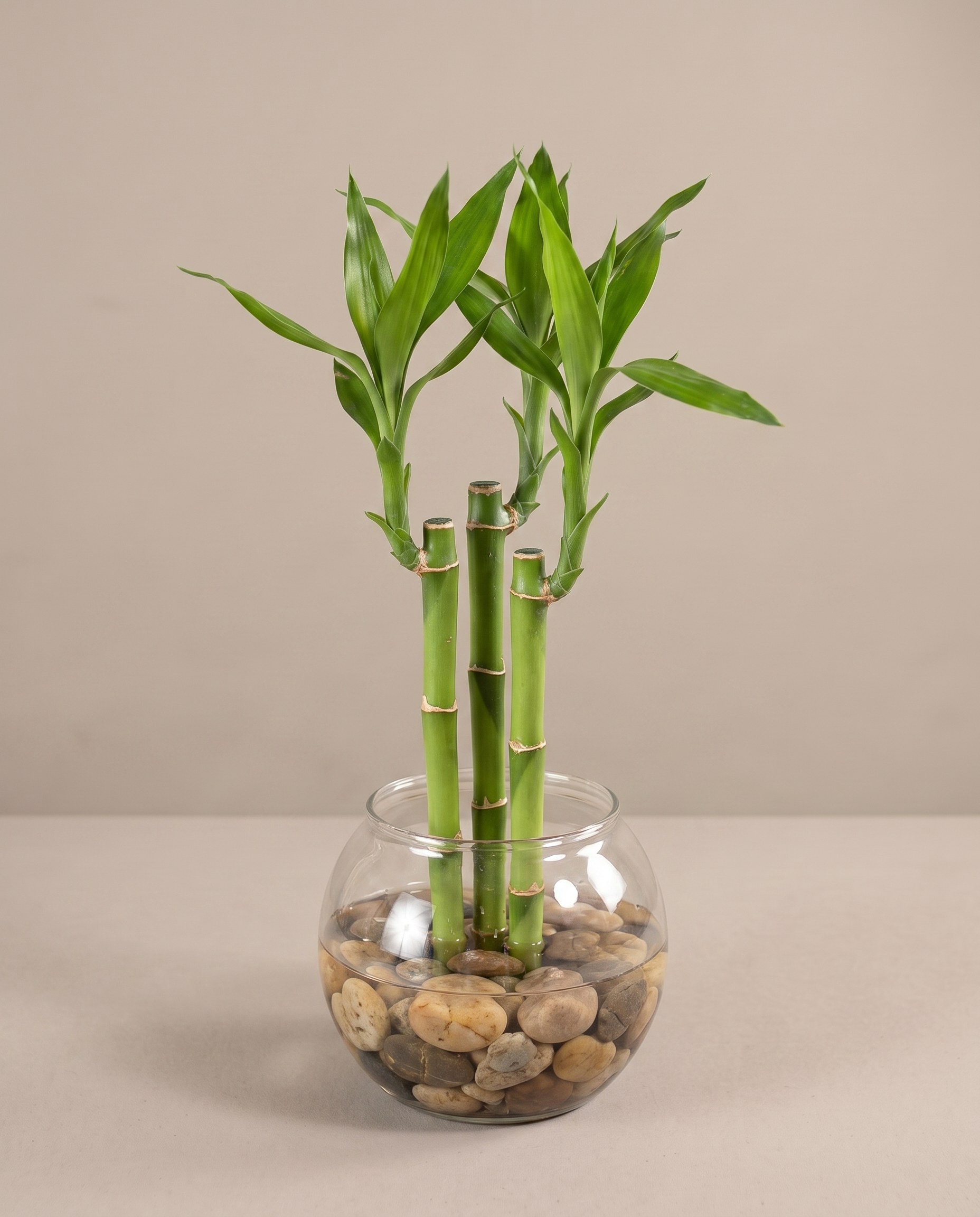 Lucky bamboo, 3 stalks in a clear glass bowl with river stones, studio
