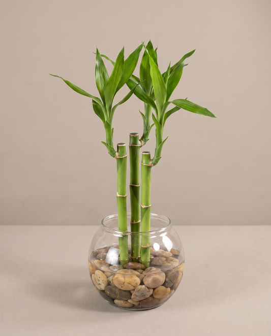 Lucky bamboo, 3 stalks in a clear glass bowl with river stones, studio