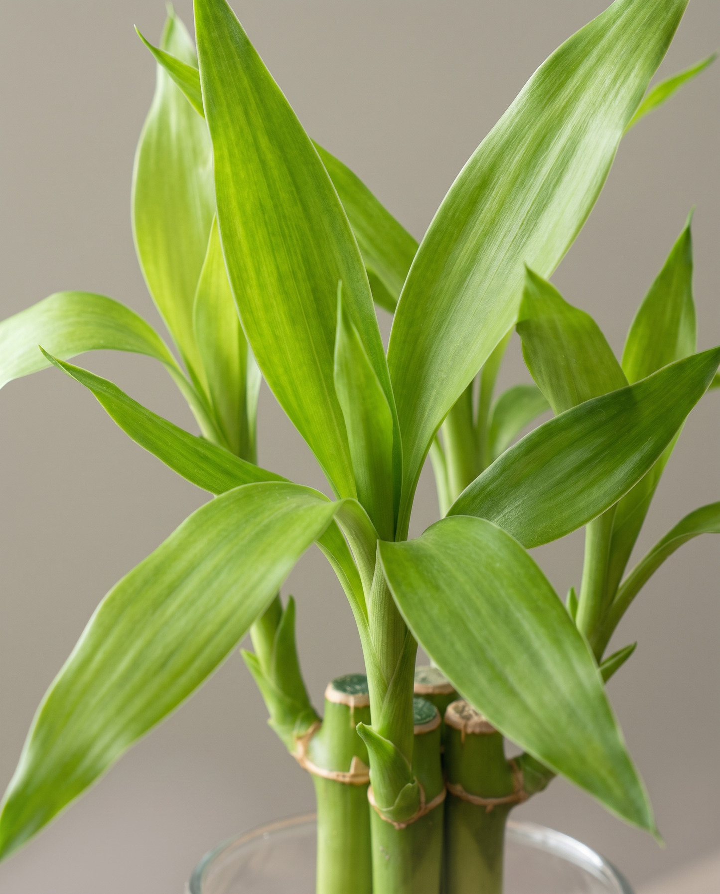 Lucky bamboo cane nodes and leaves, close-up