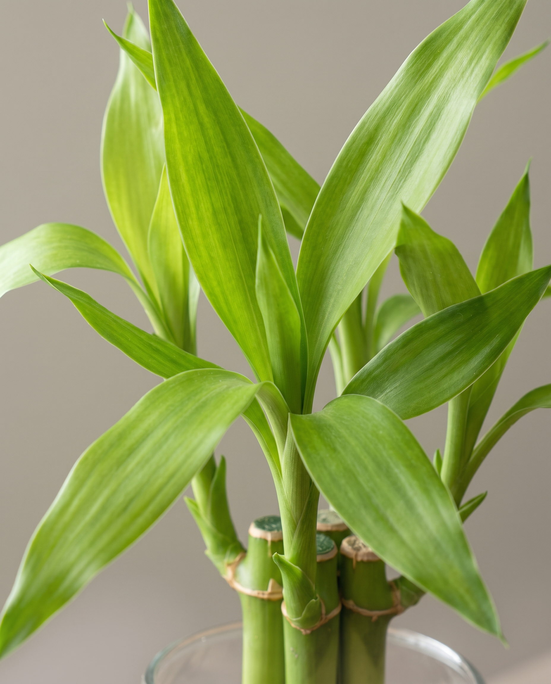 Lucky bamboo cane nodes and leaves, close-up