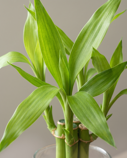Lucky bamboo cane nodes and leaves, close-up