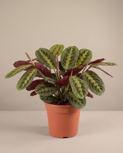 Red prayer plant in a 6-inch grow pot, studio