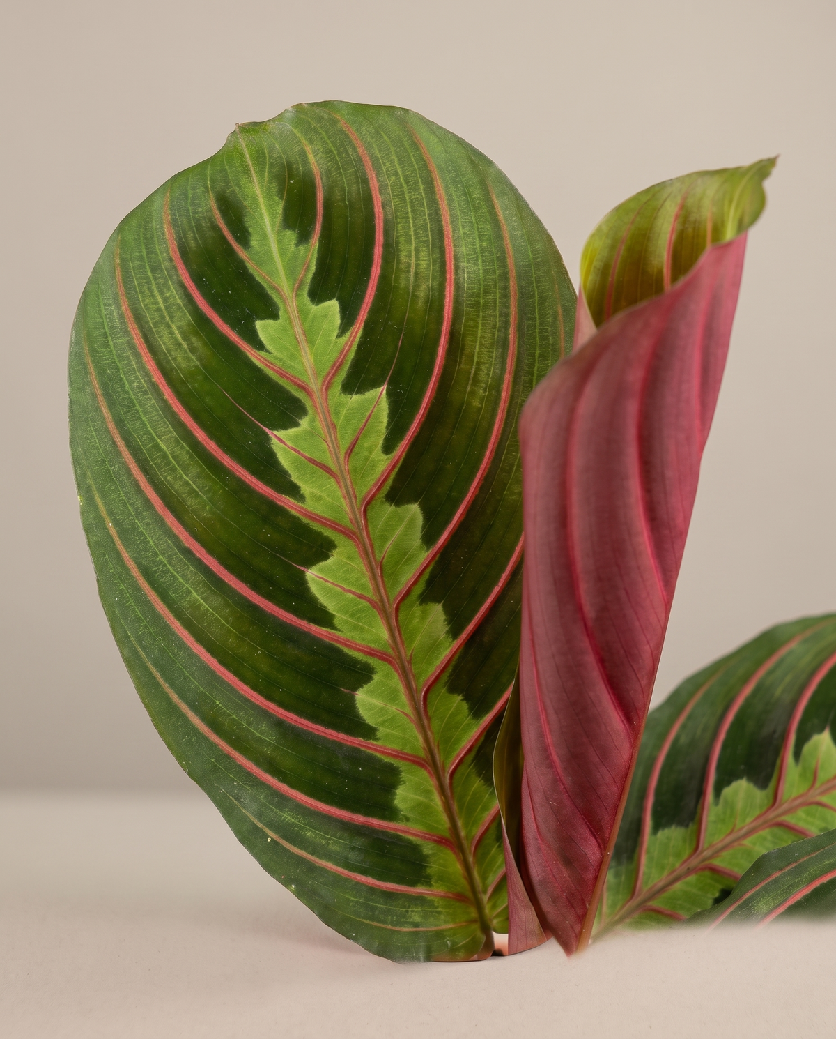 Red prayer plant leaf, close-up, burgundy reverse