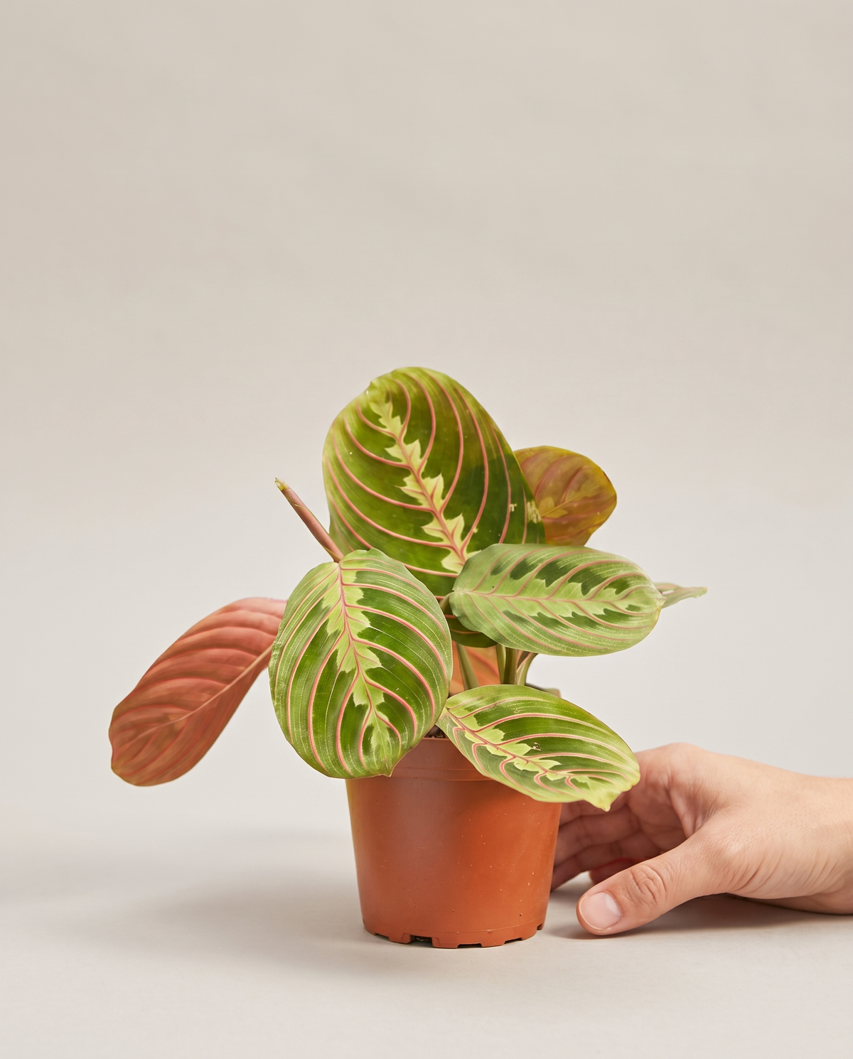 Red prayer plant in a grow pot, hand for scale, Small