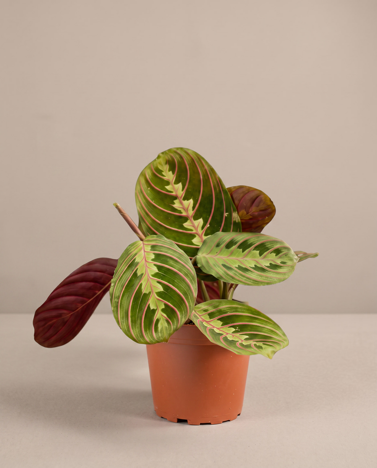 Red prayer plant in a grow pot, three-quarter, Small