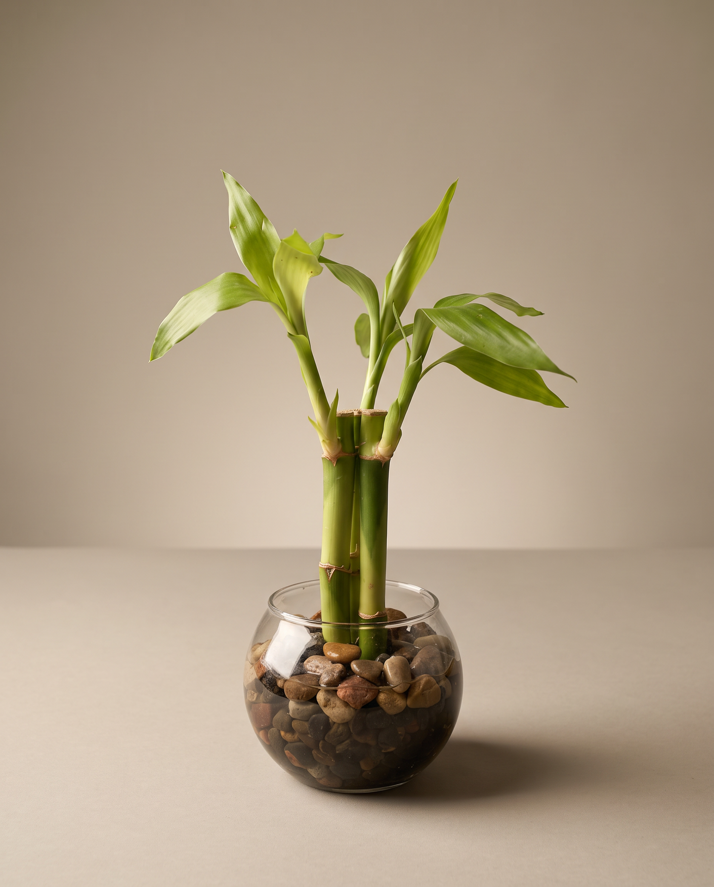 Lucky bamboo, 3 stalks in glass bowl, three-quarter, studio