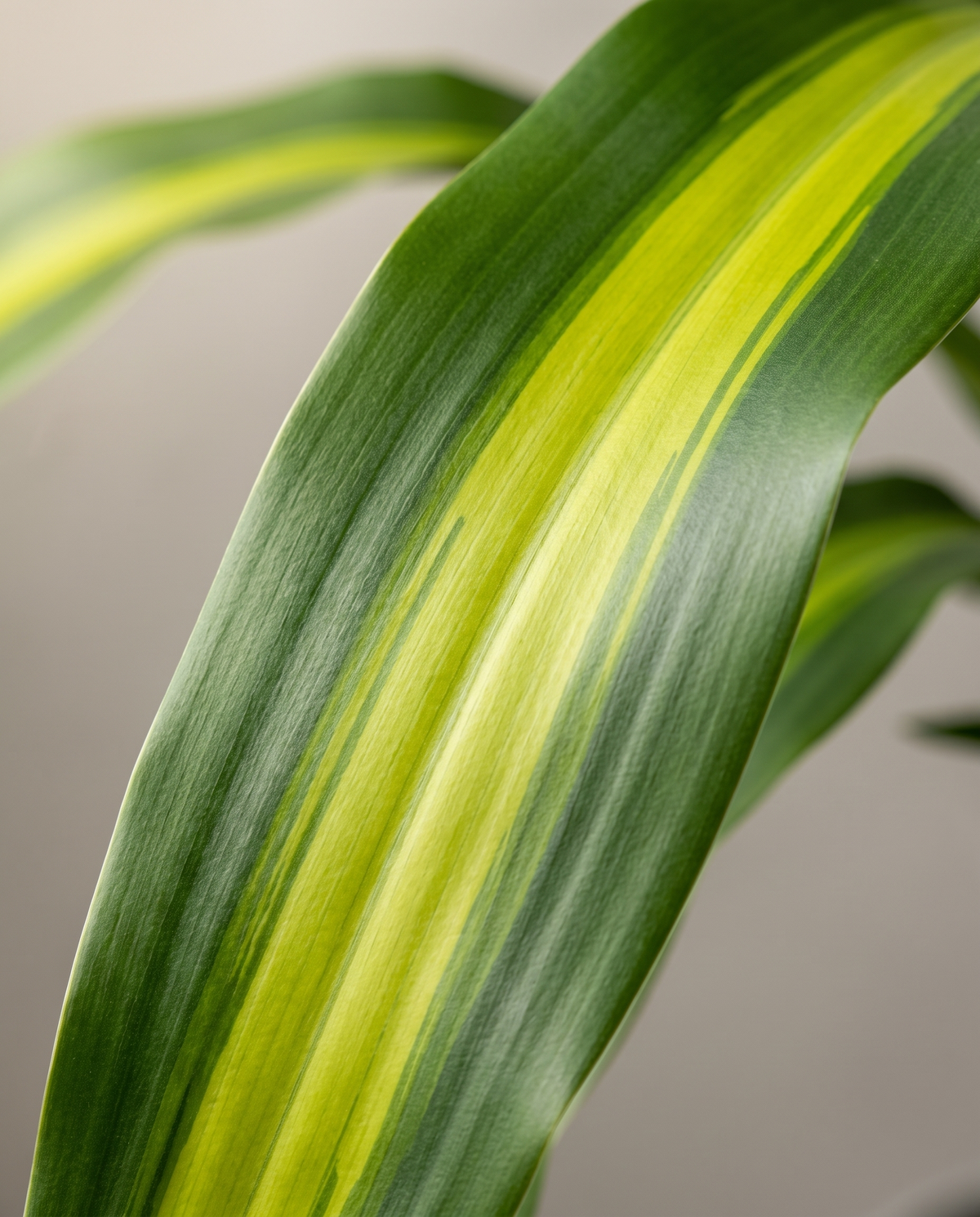 Corn plant yellow-stripe leaf, close-up