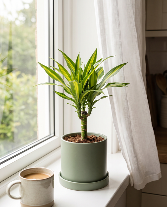 Corn plant in a decorative ceramic, styled in a kitchen