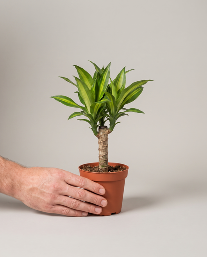 Corn plant in a grow pot, hand for scale, Small