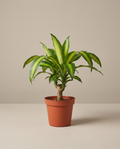 Dracaena Corn Plant /yucca cane(Dracaena Fragrans ‘Massangeana’) – Yellow Stripe and all green Indoor Plant