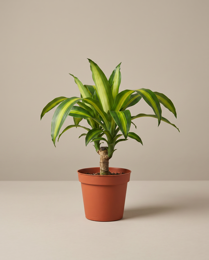 Corn plant in a 4-inch grow pot, studio, yellow-stripe Massangeana