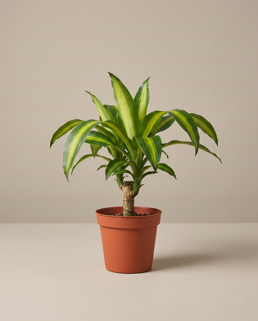 Corn plant in a 4-inch grow pot, studio, yellow-stripe Massangeana