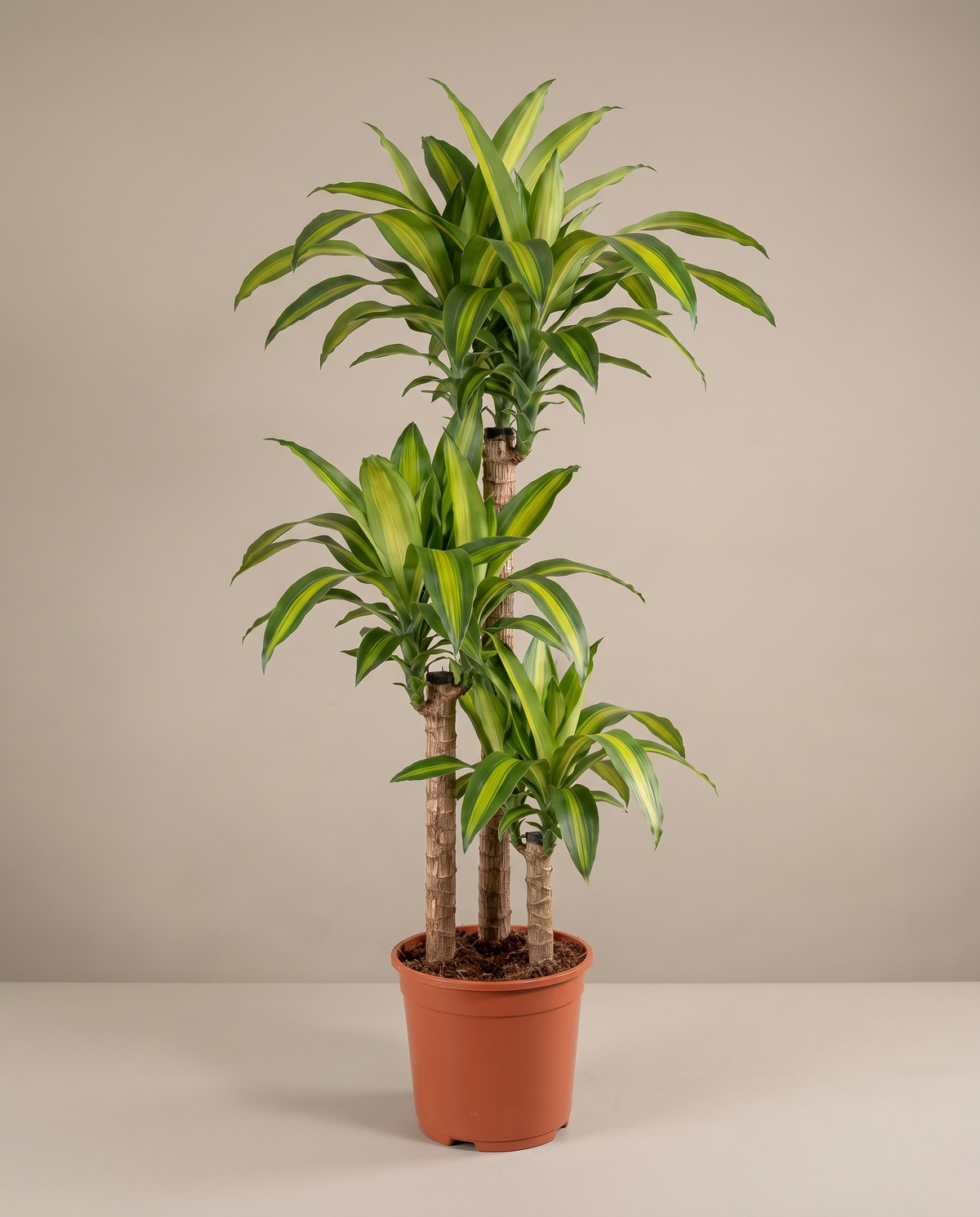 Corn plant in an 8-inch grow pot, studio, three yellow-stripe canes