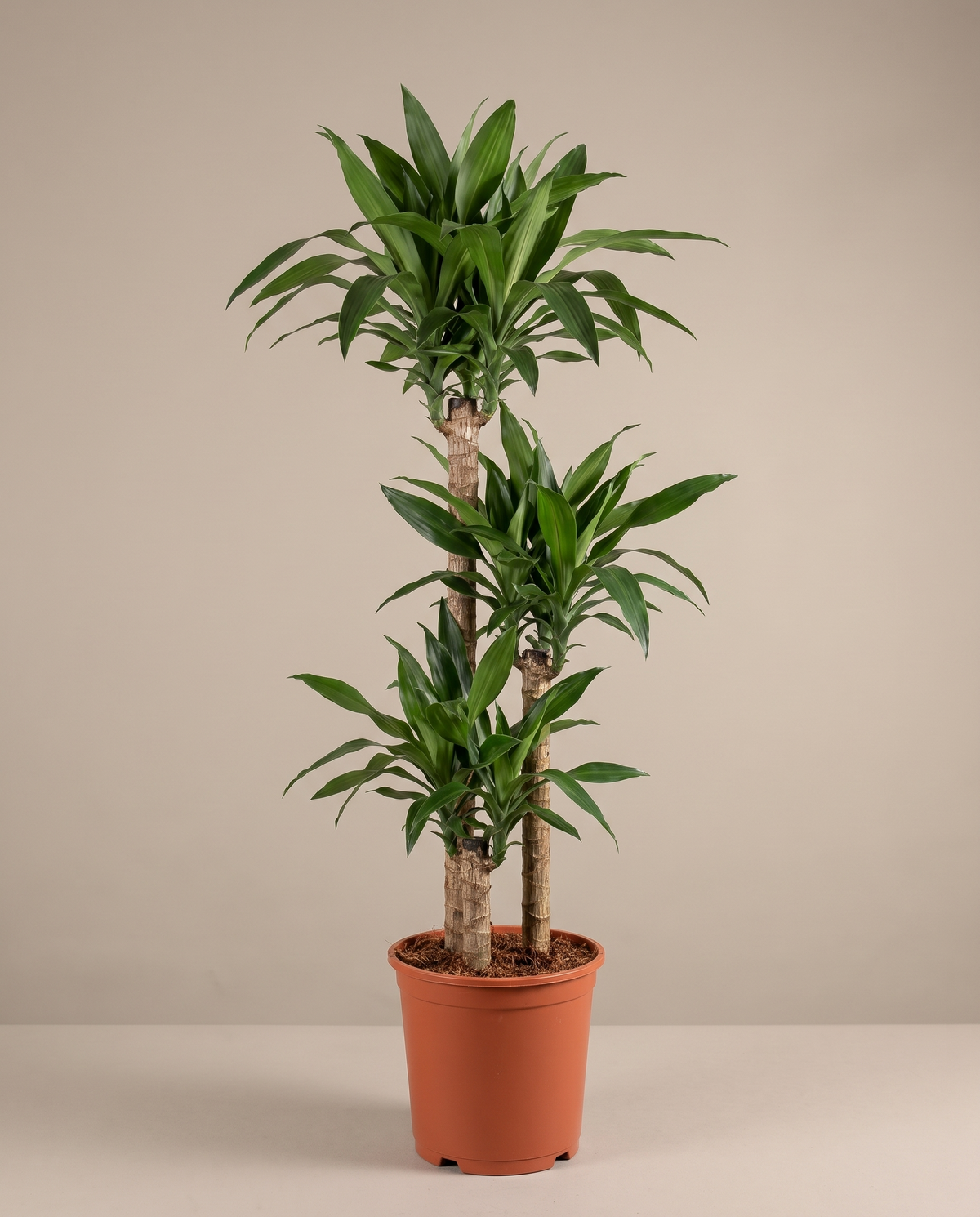 Corn plant in an 8-inch grow pot, studio, three all-green canes
