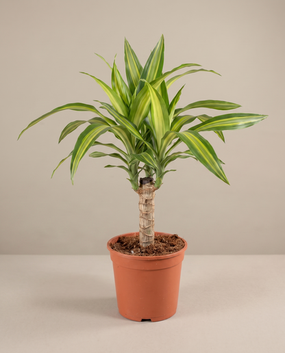Corn plant in a grow pot, three-quarter, Small