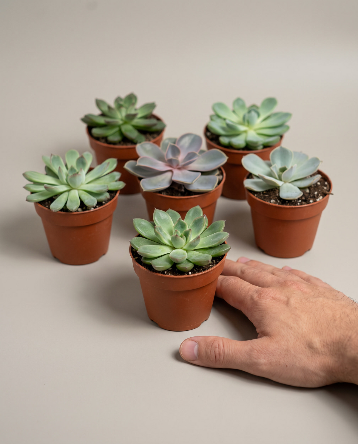 Echeveria 6-pack in grow pots, hand for scale