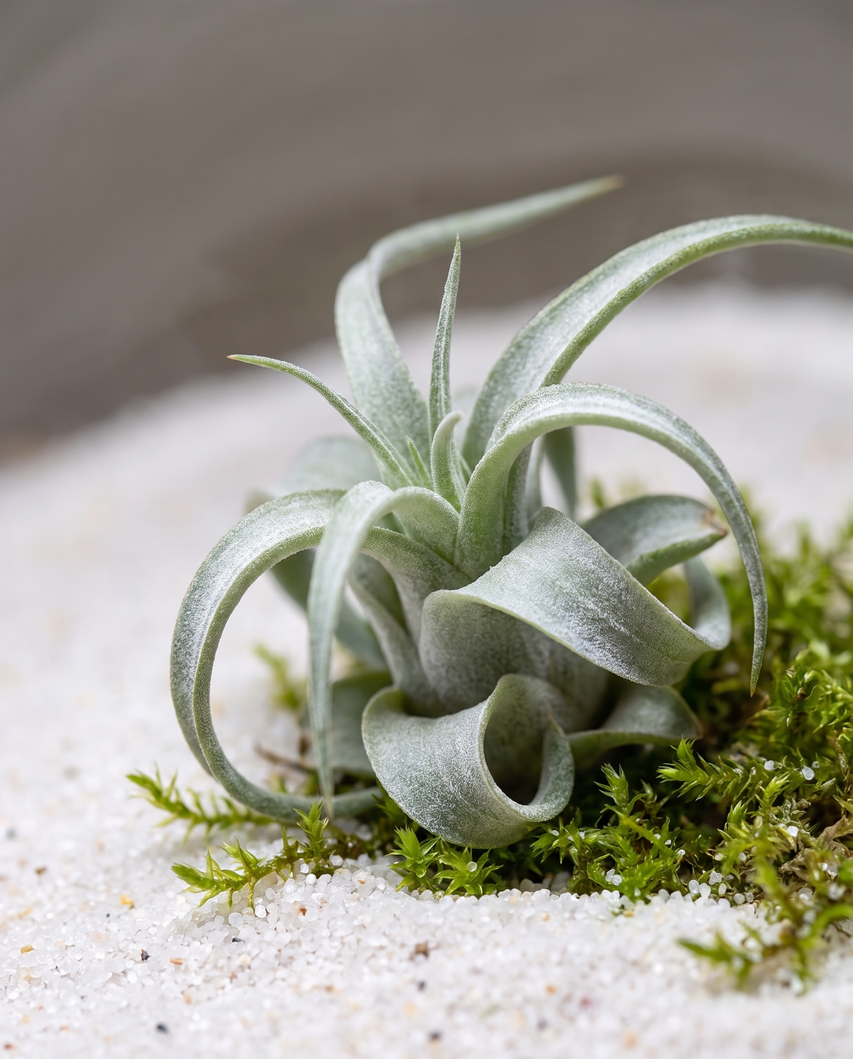 Air plant in terrarium, close-up