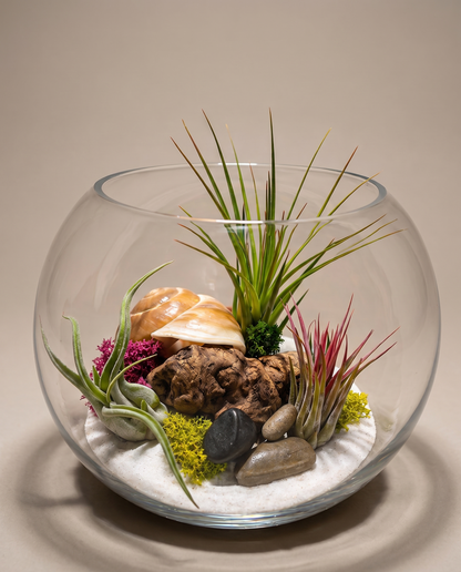 DIY air plant terrarium, white sand, three-quarter, studio