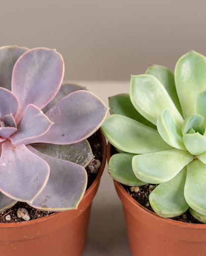 Echeveria rosettes, close-up