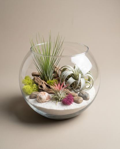 DIY air plant terrarium, 8-inch glass bowl, white sand, studio