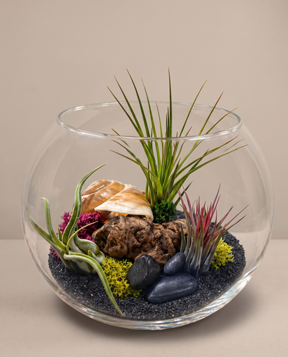 DIY air plant terrarium, 8-inch glass bowl, black sand, studio