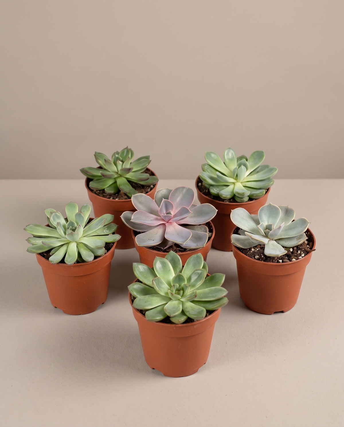 Six mixed echeveria in grow pots, three-quarter, studio