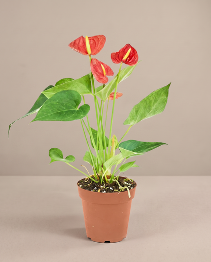 Anthurium flamingo flower in a 4–5-inch grow pot, studio, red spathes